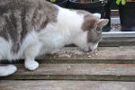DSC_0046.JPG
