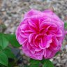 Shropshire Sue