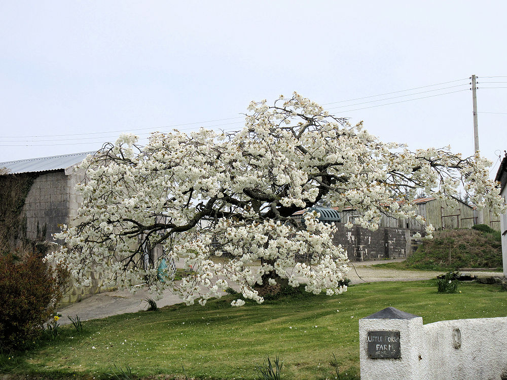 blossomtree.jpg
