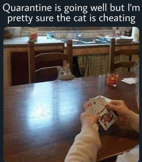 cheatingcat.jpg
