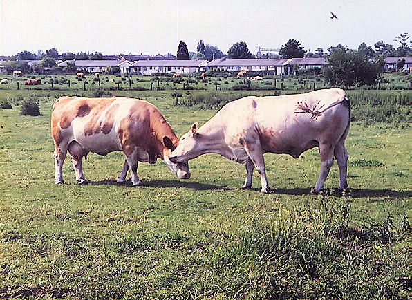 Cows2.jpg