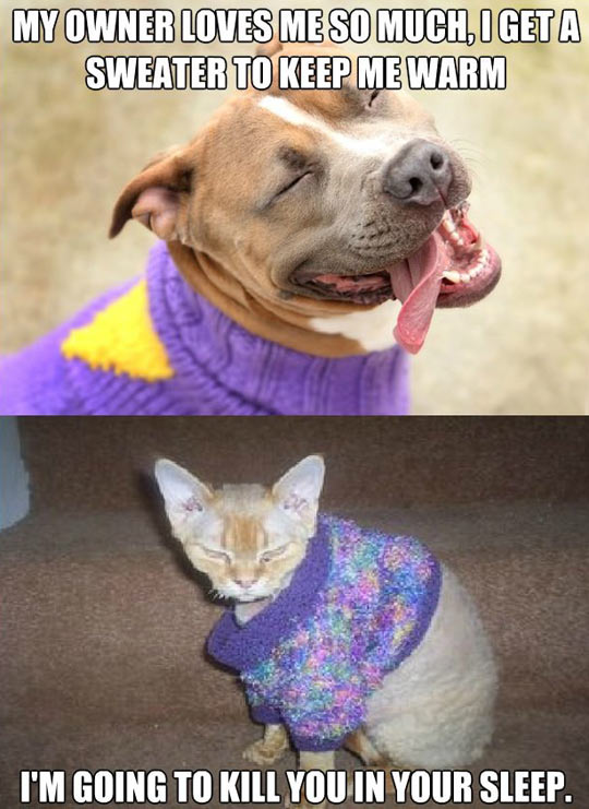 Dog & Cat jumpers.jpg
