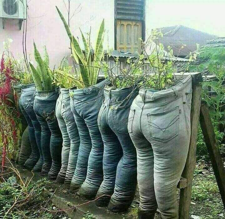 Jeans garden.jpg