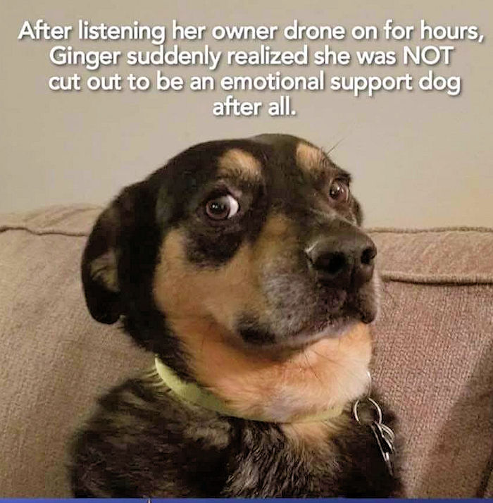 supportdog.jpg