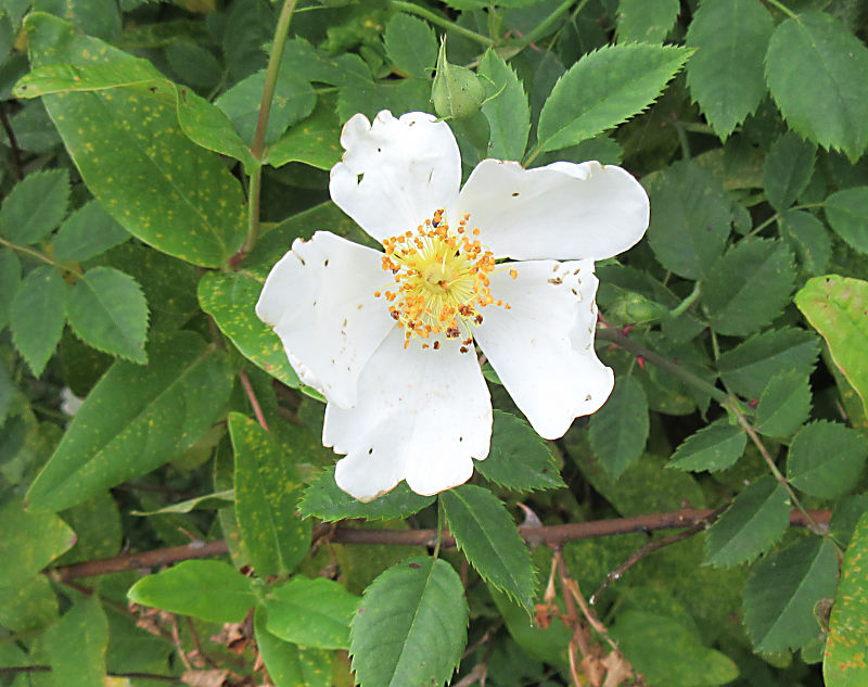 Whiteflowers.jpg
